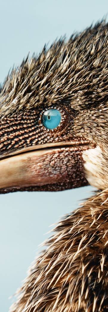 Un cormoran aptère des Galápagos en gros plan, l'œil bleu