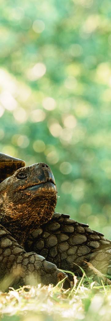 Une tortue géante dans l'herbe, aux Galápagos