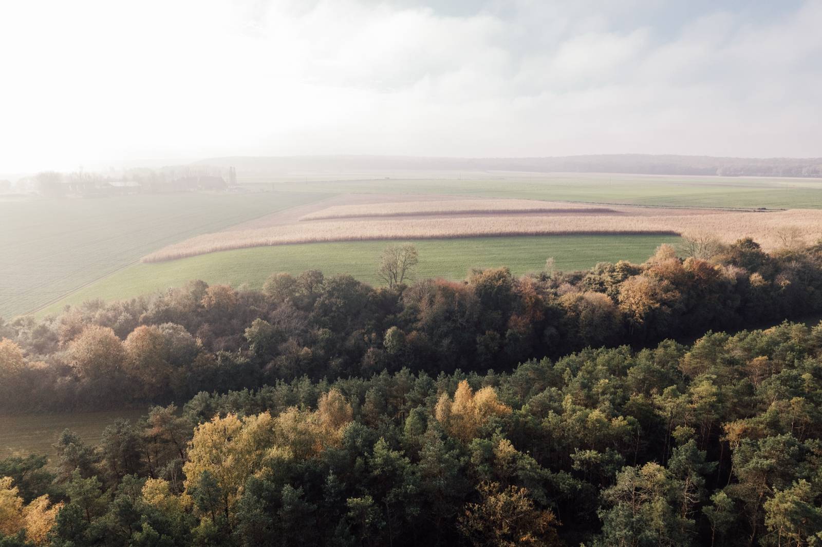 Une forêt aux couleurs d'automne au bord de grands champs, vue au drone dans la brume