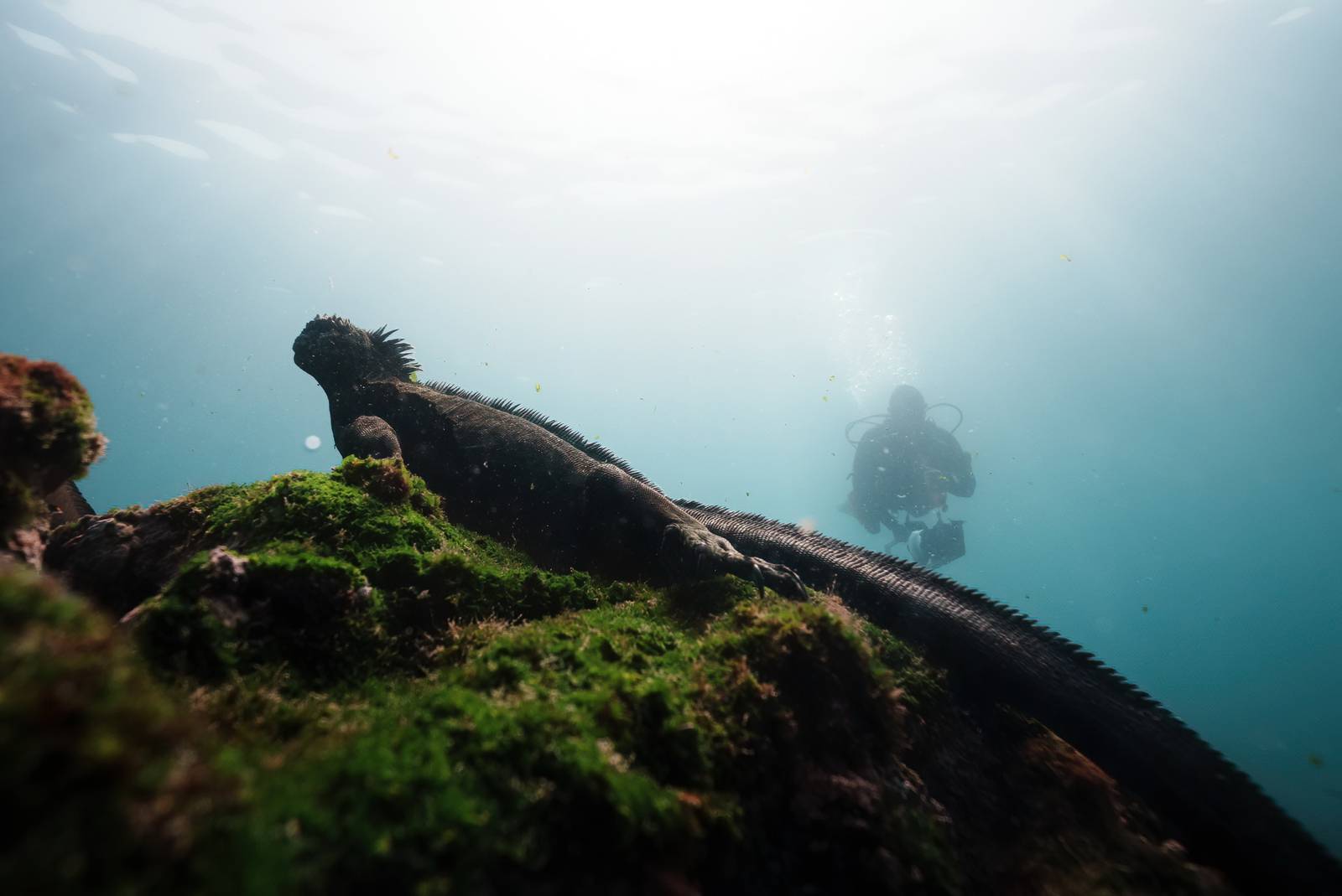 Un iguane marin en train de s'alimenter sous l'eau, pendant qu'un plongeur scientifique filme en 3D son comportement dans son environnement