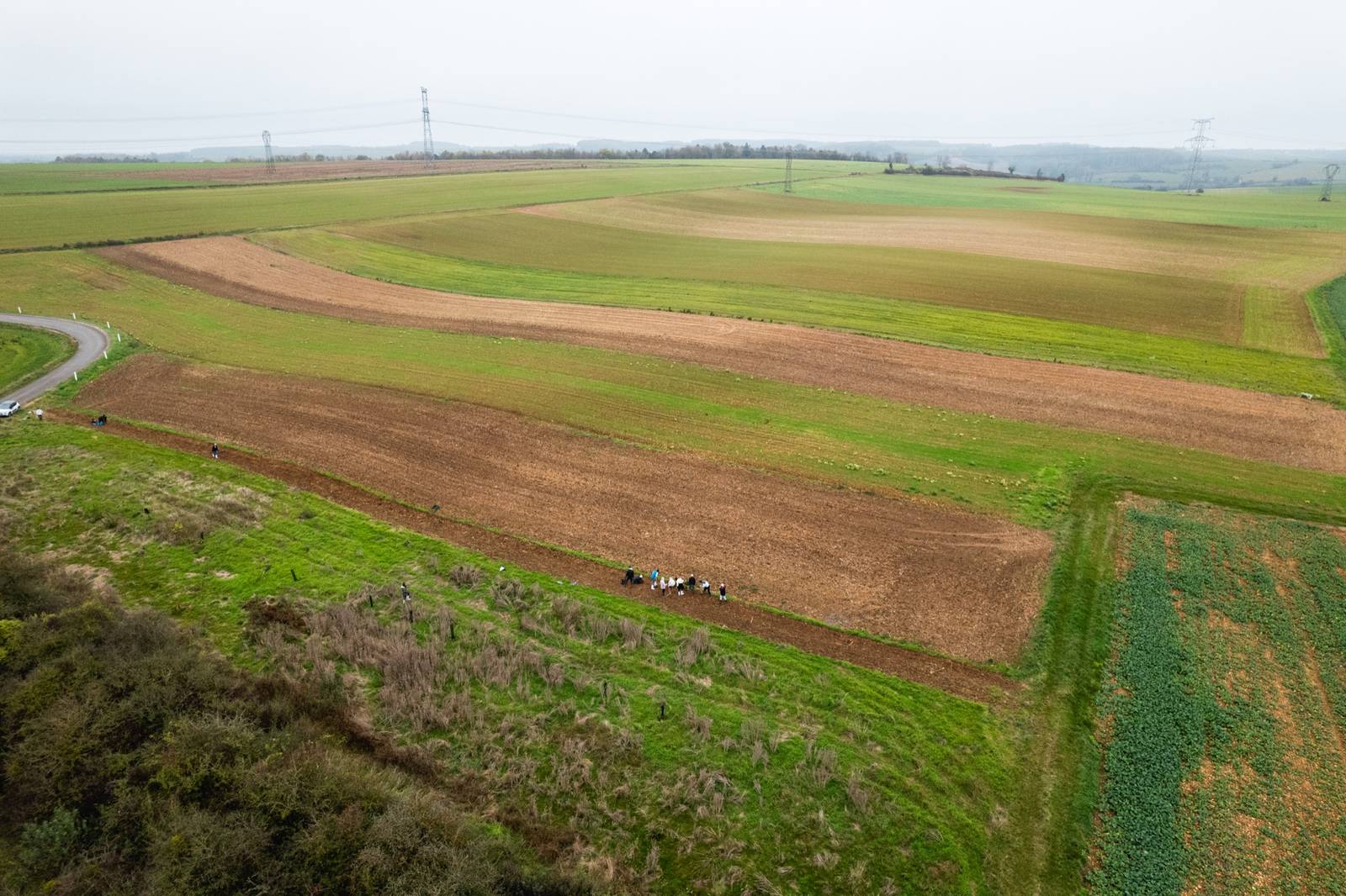 Un linéaire de plantation de haie bocagère au bord d'un large champ agricole