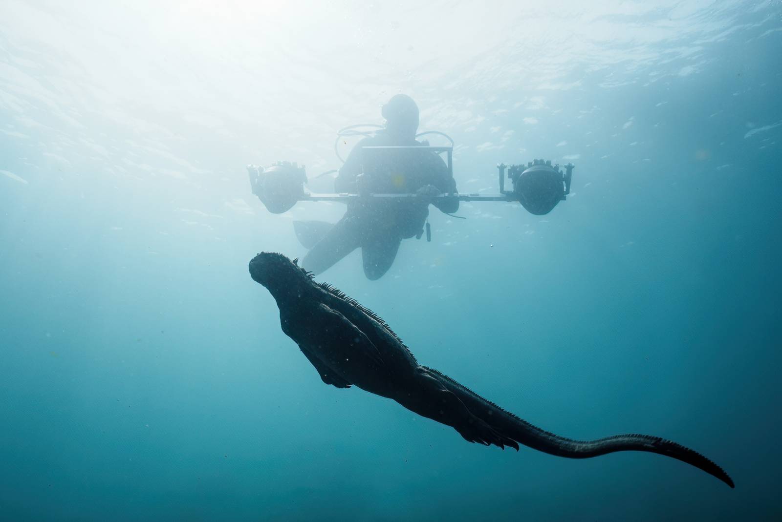 Un scientifique muni d'une armature de caméra relève en 3D l'environnement sous-marin des iguanes marins