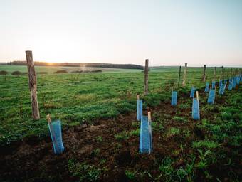 Un linéaire de haie bocagère après plantation et protection par les bénévoles du chantier des 20 000 arbres pour la Meuse